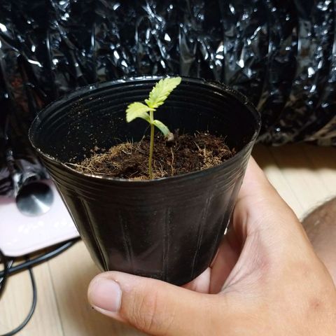 1号 growlog timeline photo
