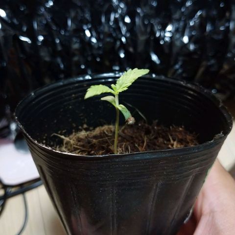 1号 growlog timeline photo