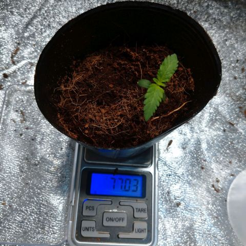 1号 growlog timeline photo