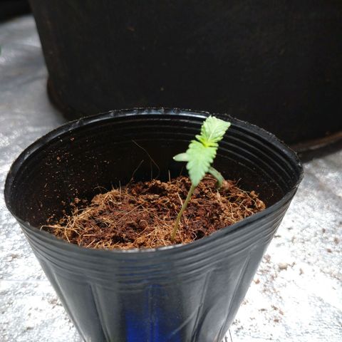 1号 growlog timeline photo
