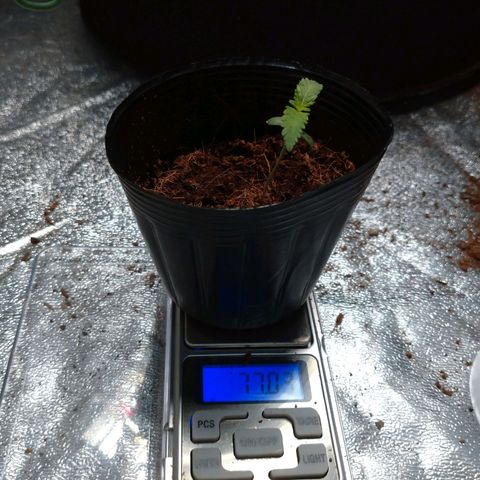 1号 growlog timeline photo