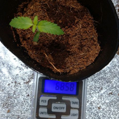 1号 growlog timeline photo