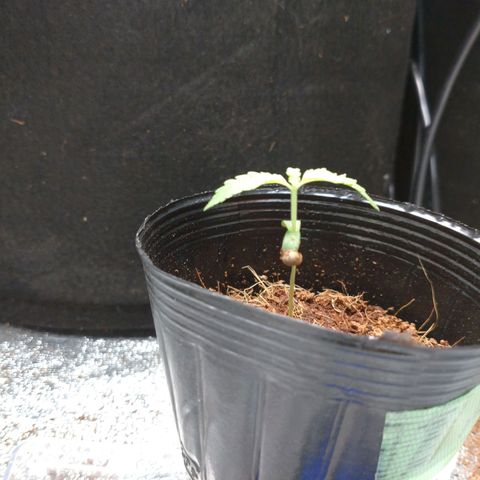 1号 growlog timeline photo