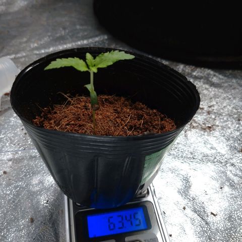 1号 growlog timeline photo