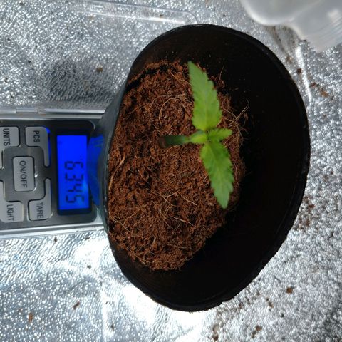 1号 growlog timeline photo