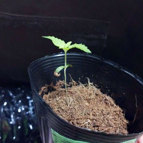 1号 growlog timeline photo