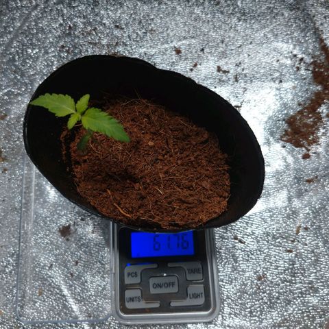 1号 growlog timeline photo