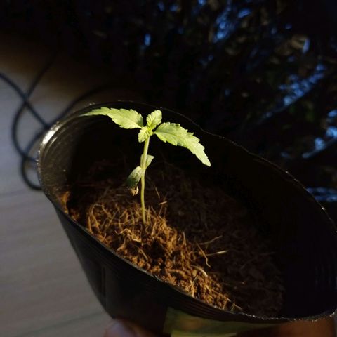 1号 growlog timeline photo