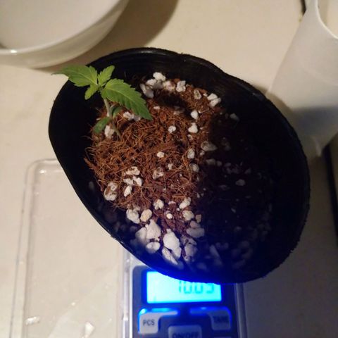 1号 growlog timeline photo