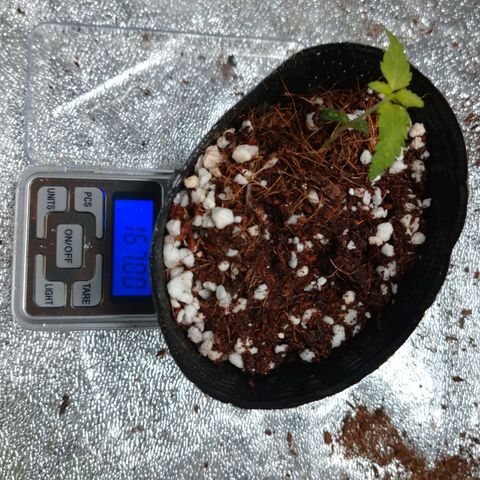 1号 growlog timeline photo