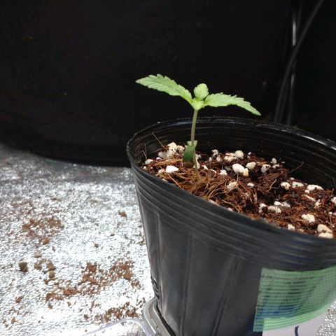 1号 growlog timeline photo