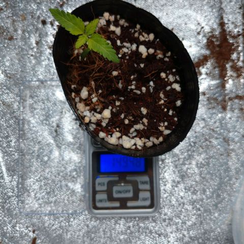 1号 growlog timeline photo