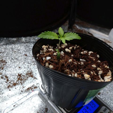 1号 growlog timeline photo