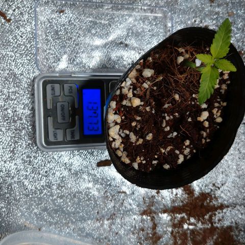 1号 growlog timeline photo