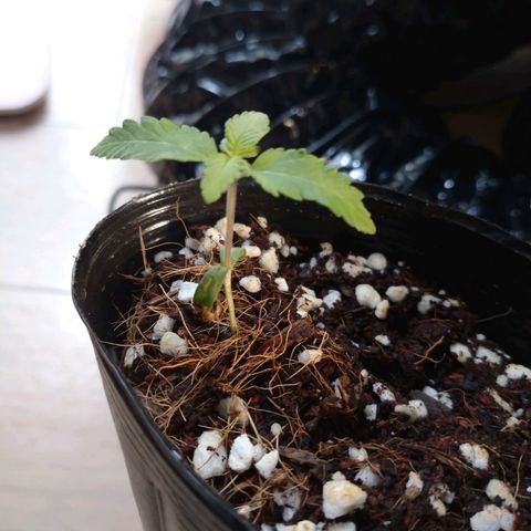 1号 growlog timeline photo