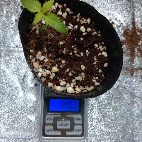 1号 growlog timeline photo