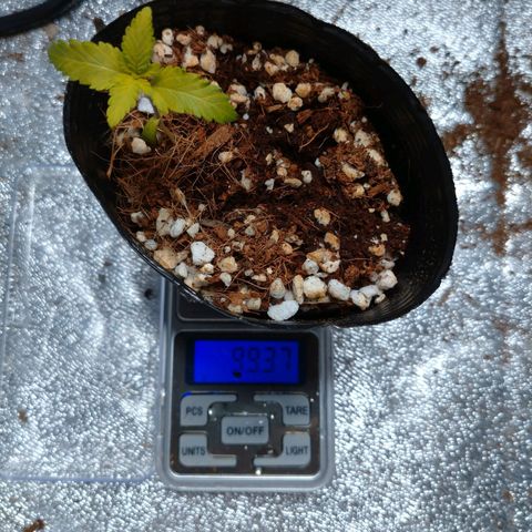 1号 growlog timeline photo