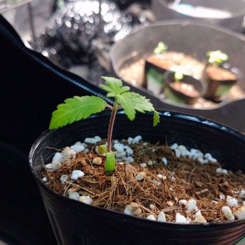 1号 growlog timeline photo