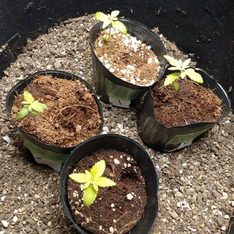 1号 growlog timeline photo