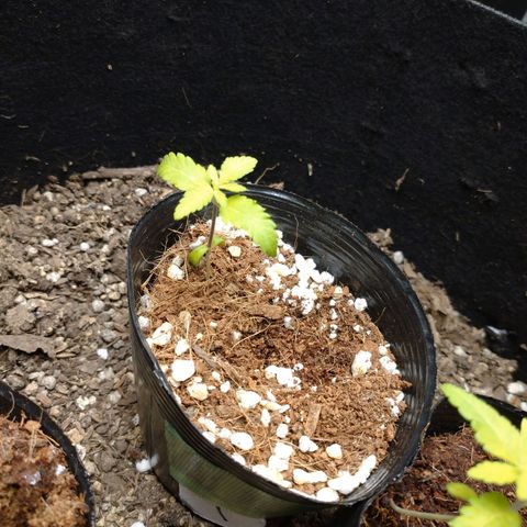 1号 growlog timeline photo