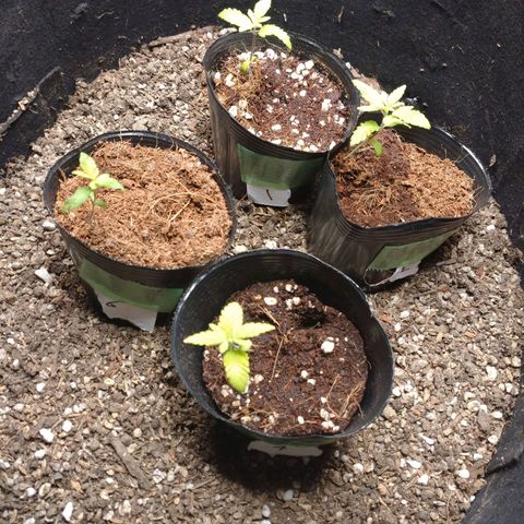 1号 growlog timeline photo