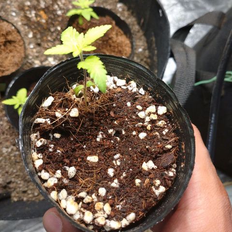 1号 growlog timeline photo
