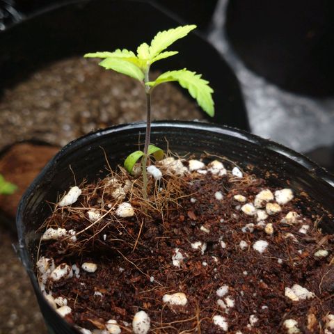 1号 growlog timeline photo