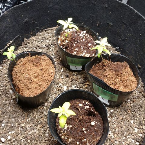1号 growlog timeline photo
