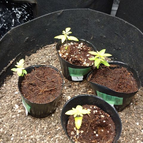 1号 growlog timeline photo
