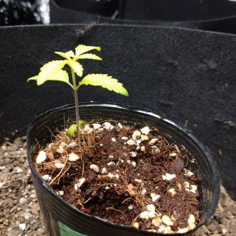 1号 growlog timeline photo