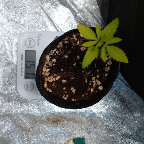 1号 growlog timeline photo