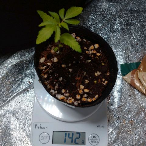 1号 growlog timeline photo