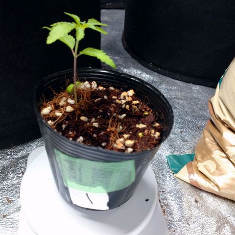 1号 growlog timeline photo