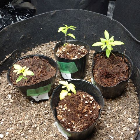 1号 growlog timeline photo