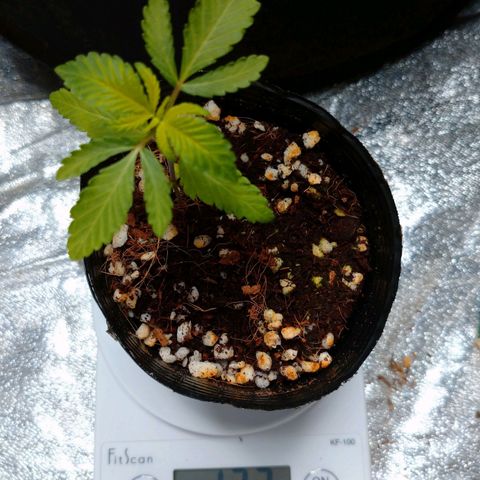 1号 growlog timeline photo