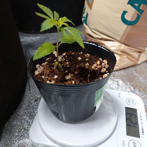 1号 growlog timeline photo