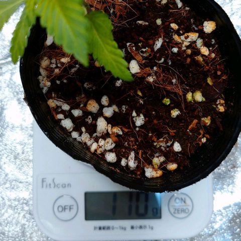 1号 growlog timeline photo