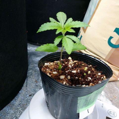 1号 growlog timeline photo
