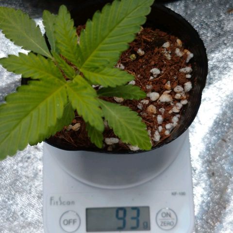 1号 growlog timeline photo