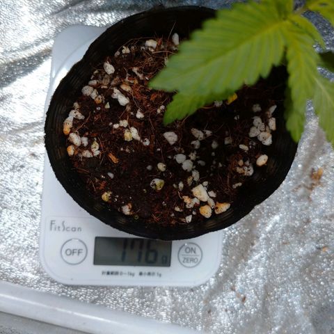 1号 growlog timeline photo