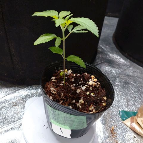 1号 growlog timeline photo
