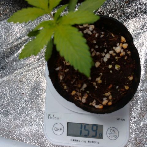 1号 growlog timeline photo