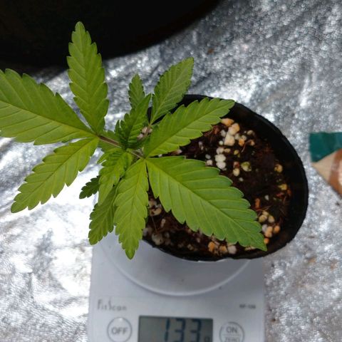 1号 growlog timeline photo