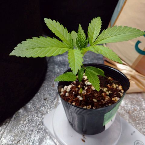 1号 growlog timeline photo