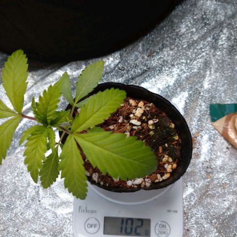 1号 growlog timeline photo