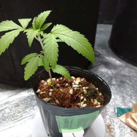 1号 growlog timeline photo