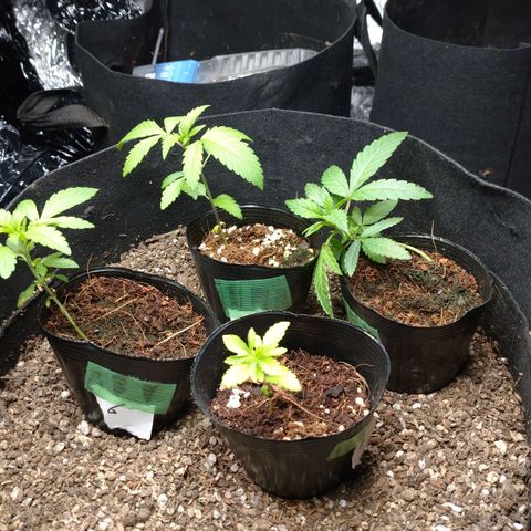 1号 growlog timeline photo