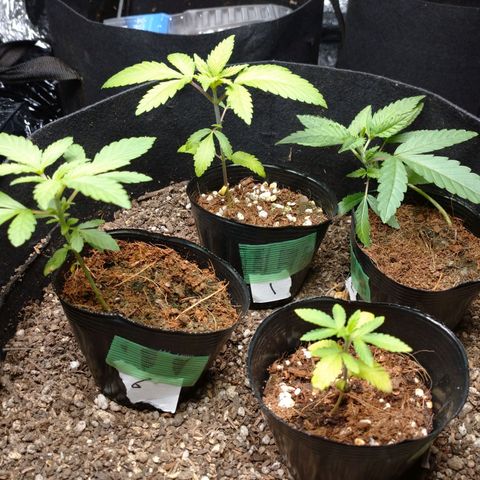 1号 growlog timeline photo