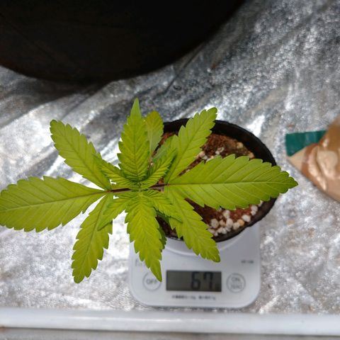 1号 growlog timeline photo