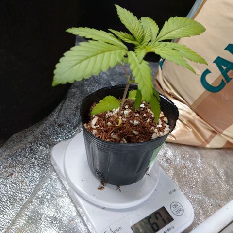 1号 growlog timeline photo